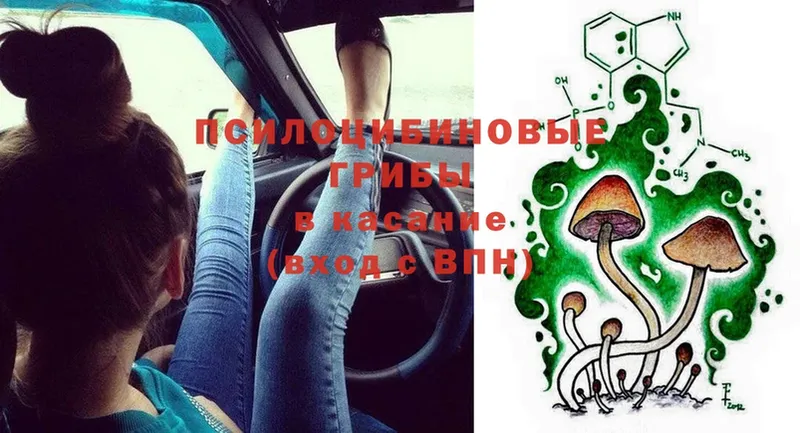 Псилоцибиновые грибы Psilocybe  Краснотурьинск 